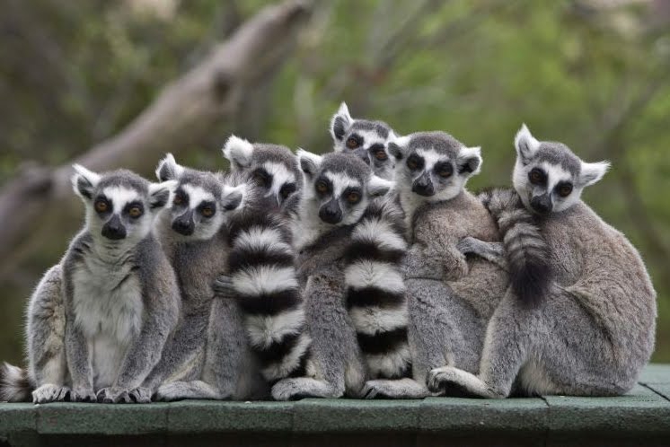 Contraceptivos usados pelas fêmeas atrapalham o olfato dos machos lêmures