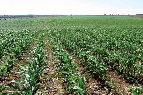 Safra de milho no MT pode sofrer com falta e chuvas