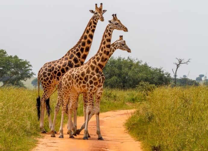 As girafas correm o risco de sumir da Terra
