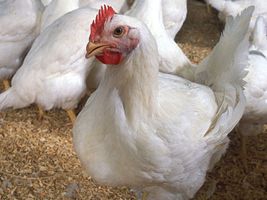 Microminerais favorecem rentabilidade avícola