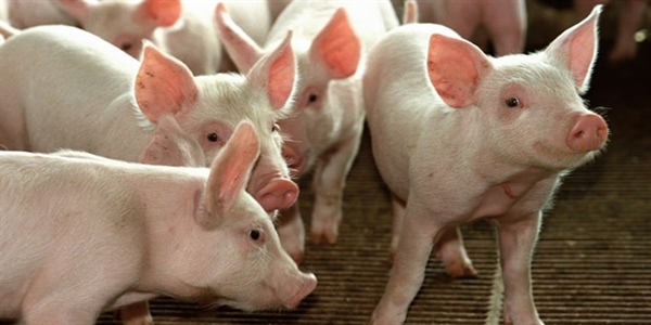 Recuos nos preços do suíno na granja e no atacado
