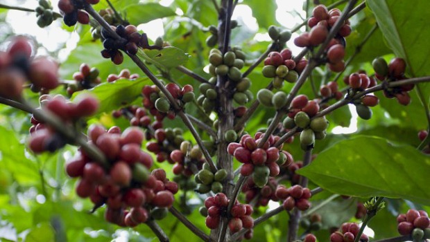 Dia de Campo aborda cultura do café no Acre