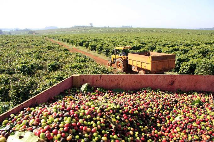 Colheita de café do Brasil atinge 71% do projetado
