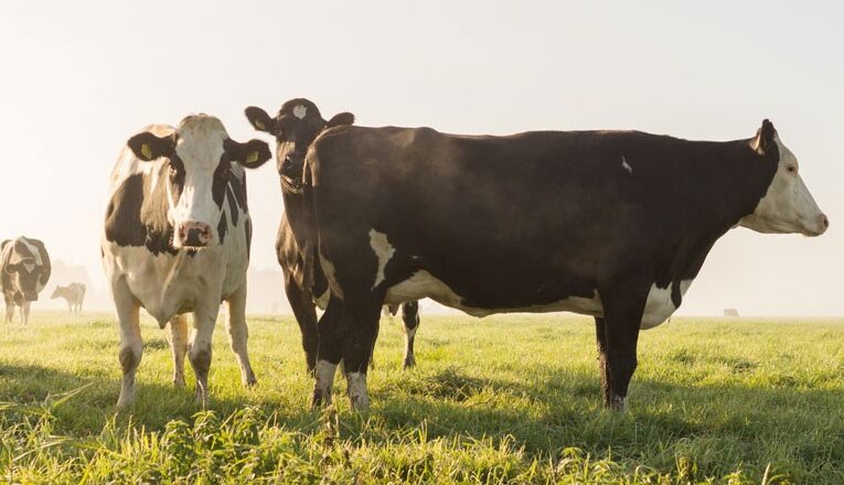 5 perguntas sobre bovinos