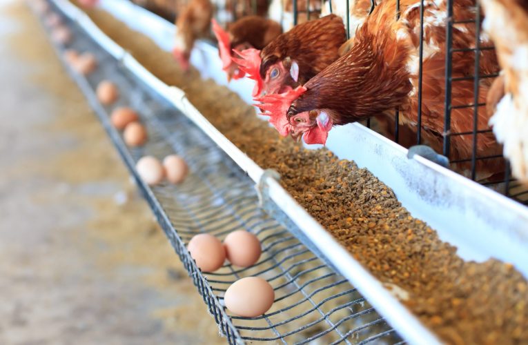 Aditivos fitogênicos apresentam solução à avicultura