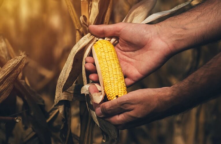 Preços do milho mantêm trajetória negativa
