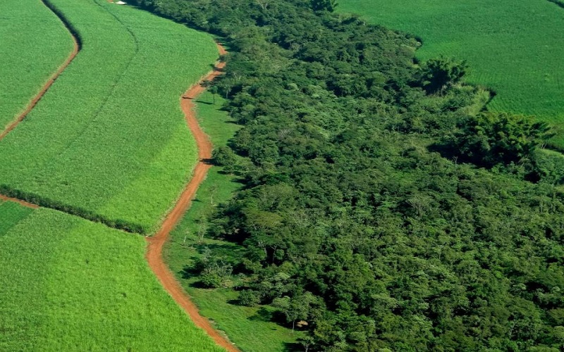 Agricultura lidera a preserva&ccedil;&atilde;o ambiental - Agron Agron&eacute;gocios Online