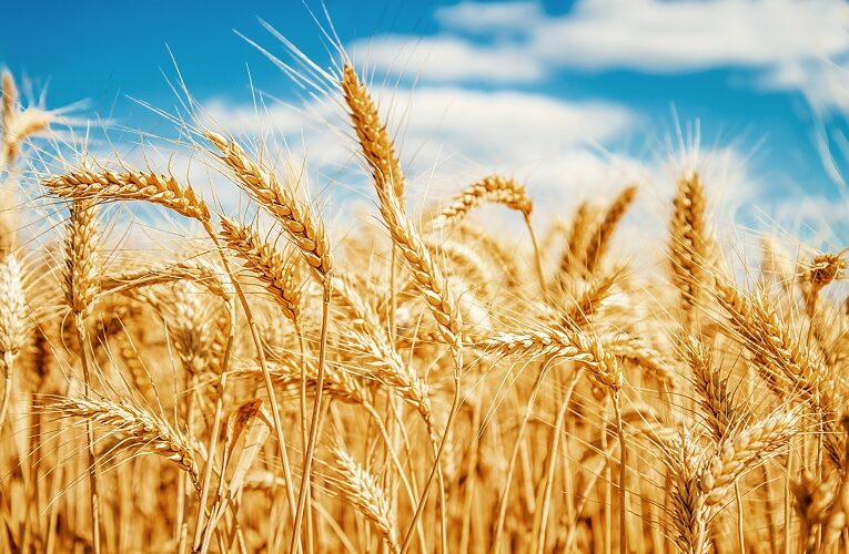 Mercados futuros do trigo se recuperando