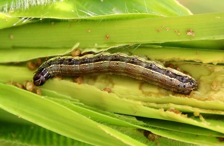 Manejo da lagarta no milho ditando o sucesso da lavoura