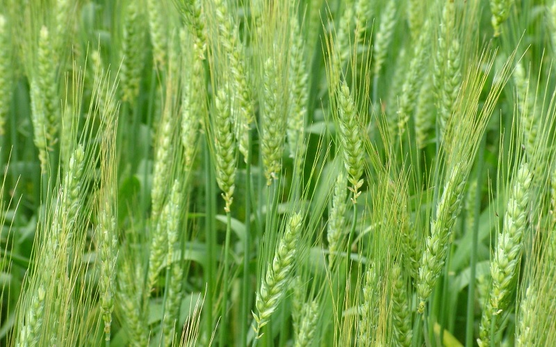 Componentes de produtividade do trigo