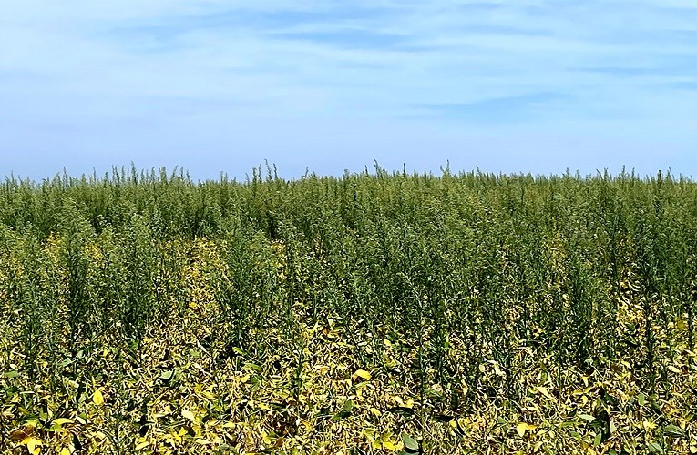 Resistência da buva aos herbicidas nas lavouras de soja