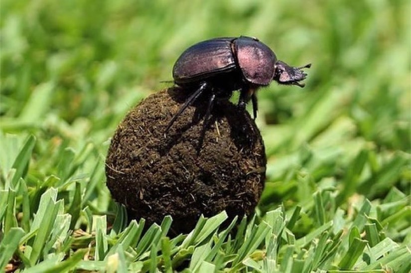 Besouros coprófagos