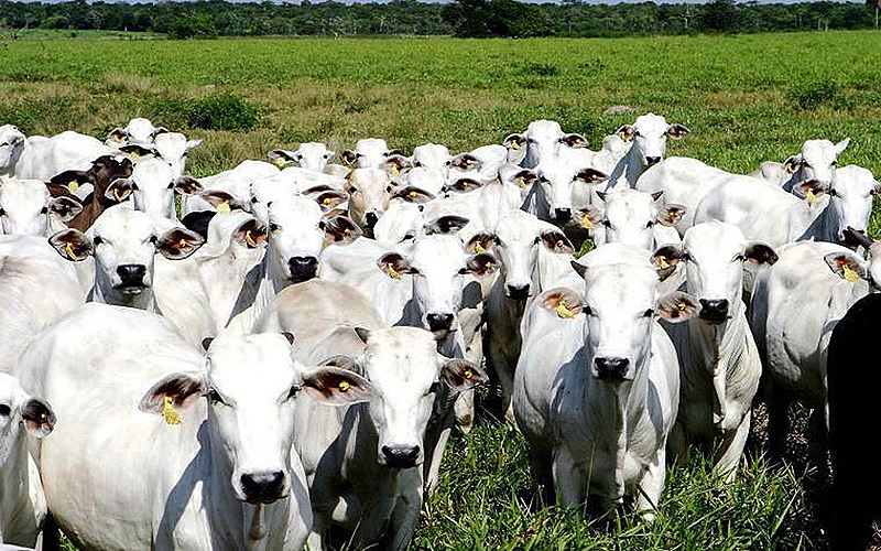 Melhores estratégias nutricionais para gado de corte