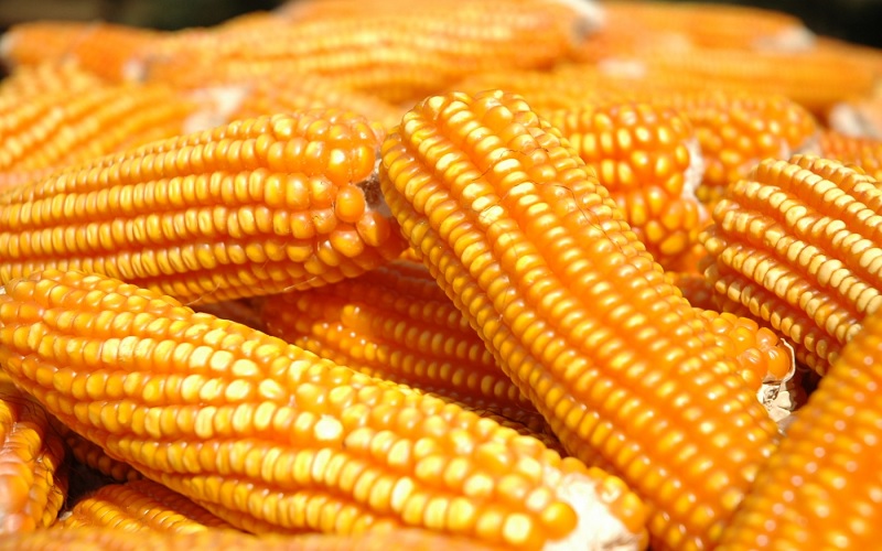 Economia mundial faz preços do milho caírem em Chicago