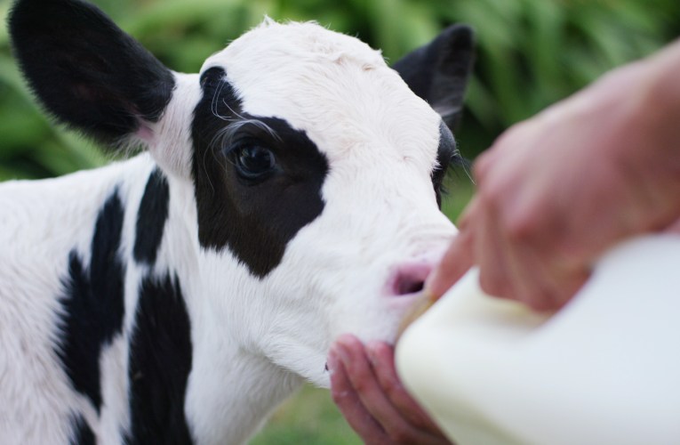 Substituição do leite de vaca por Nattimilk potencializa desempenho zootécnico das bezerras