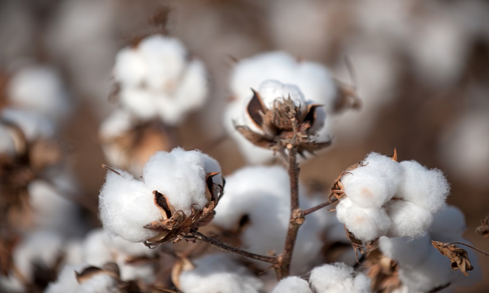 cultivo do algodão