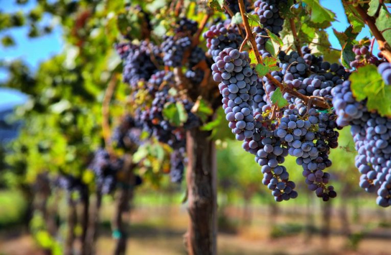 Exportações de uvas caem no acumulado de 2022