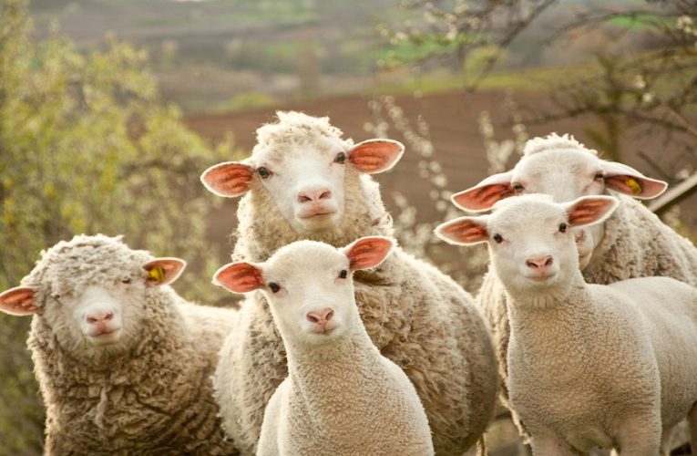 Aprendizagem na criação de caprinos e ovinos no semiárido