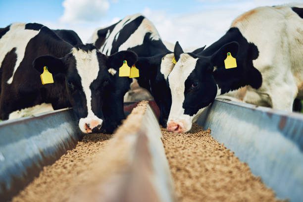 Auster Nutrição Animal destaca linha de sucedâneos lácteos na Agroleite (PR)