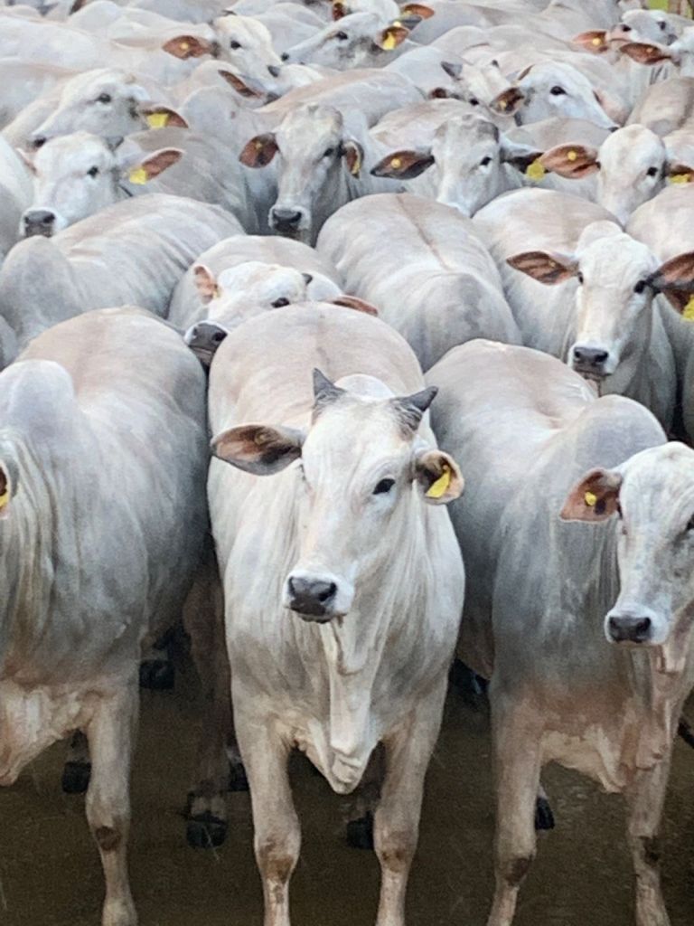 Confira os vencedores da 5ª etapa do Circuito Nelore de Qualidade, realizada em Araputanga (MT)