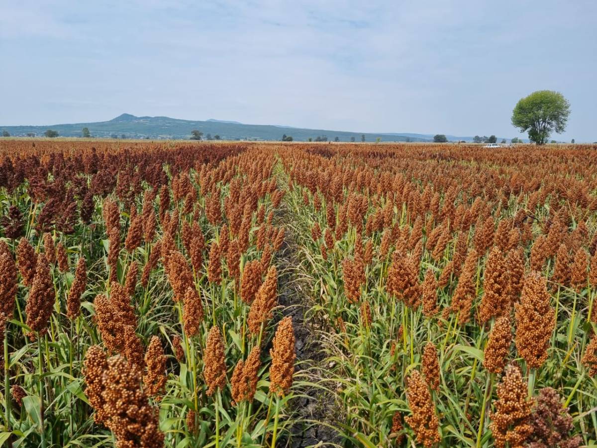 Advanta lança, em Minas, sementes de sorgo com tecnologia que combate ...