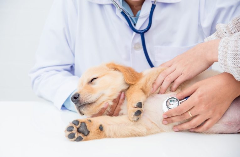 Duas grandes empresas de saúde animal fecham parceria para oferecer condições especiais e conhecimento diferenciado aos médicos e clínicas veterinárias