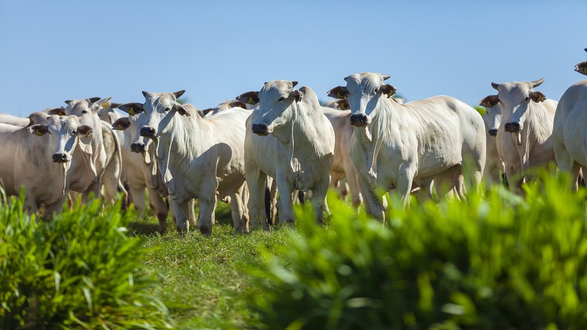 Preço do bezerro, avaliado em arroba e cabeça Agron Agronégocios Online