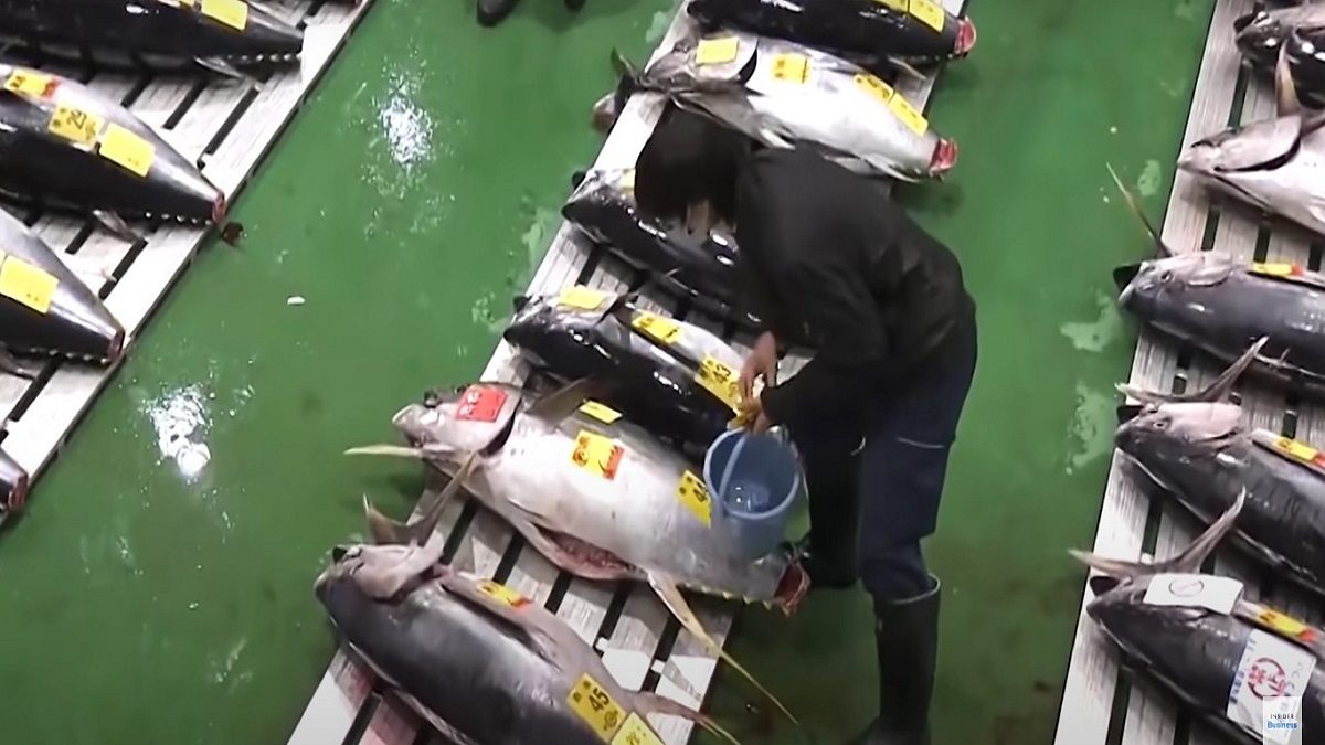 O Atum Azul: Tesouro dos Oceanos em Perigo