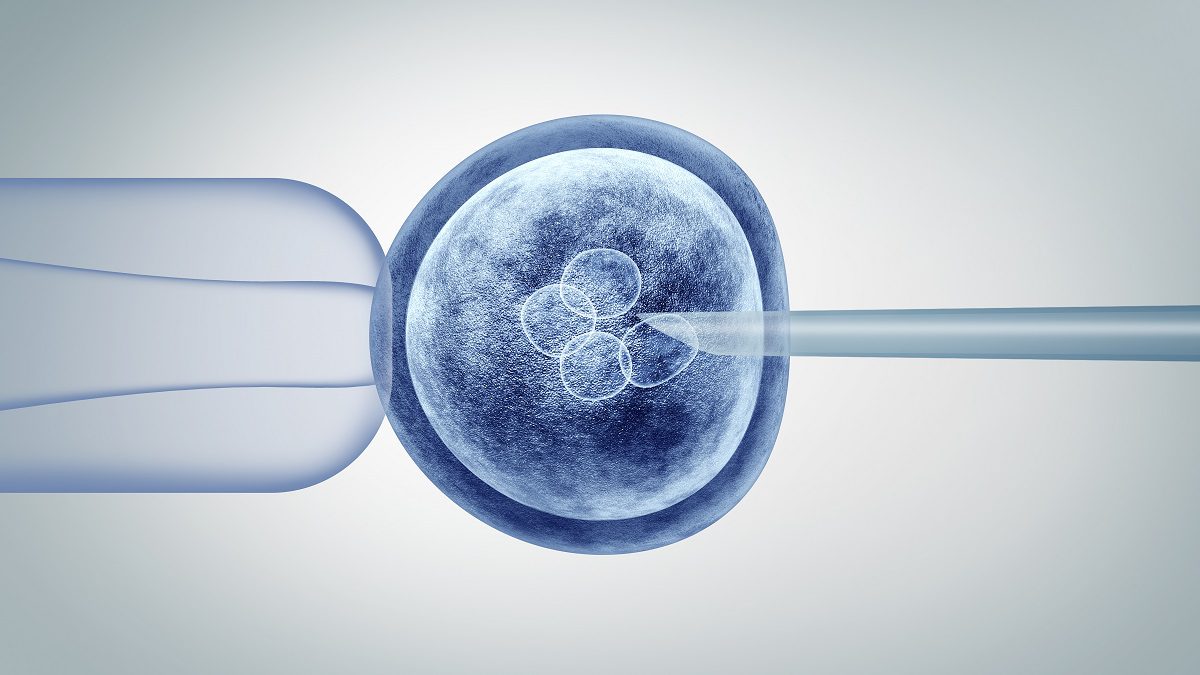 Embrião Humano