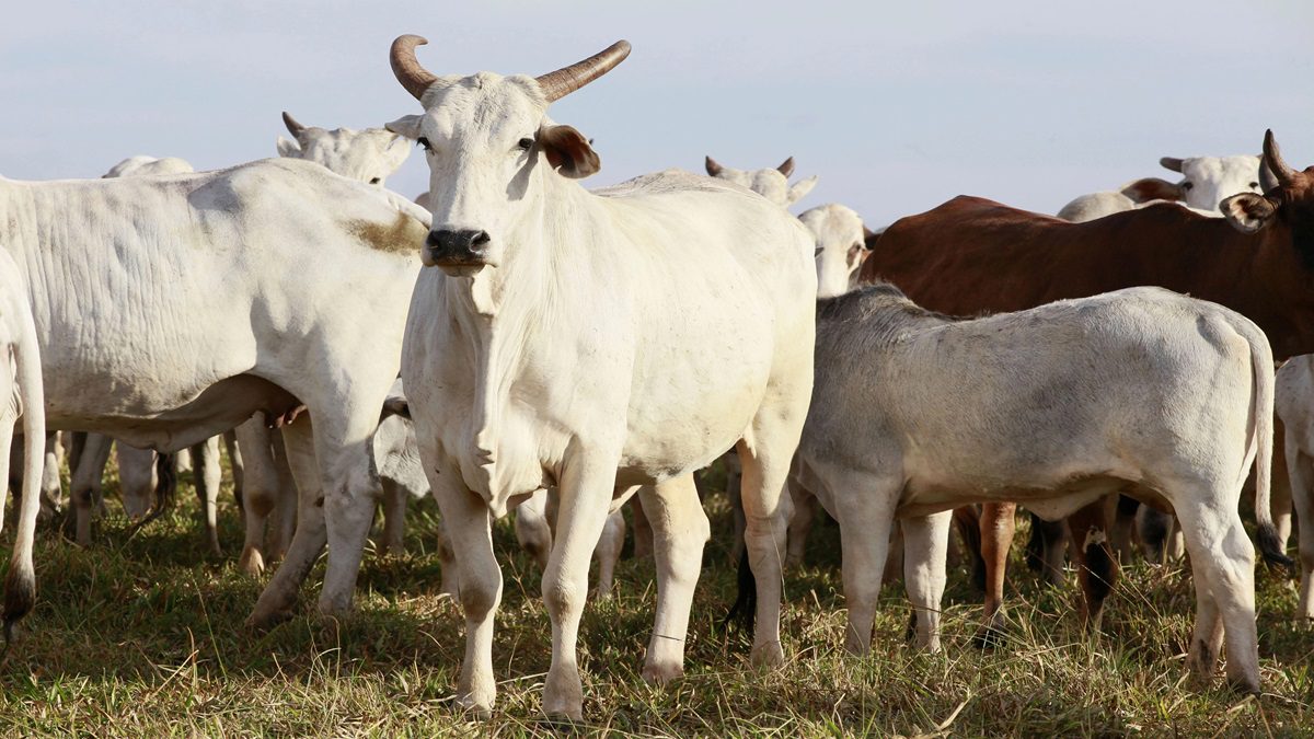 Preço da arroba da vaca em diferentes estados