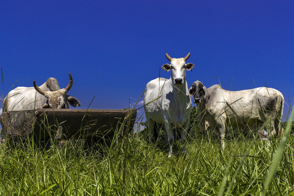 Preço da arroba da vaca gorda à vista em diferentes estados