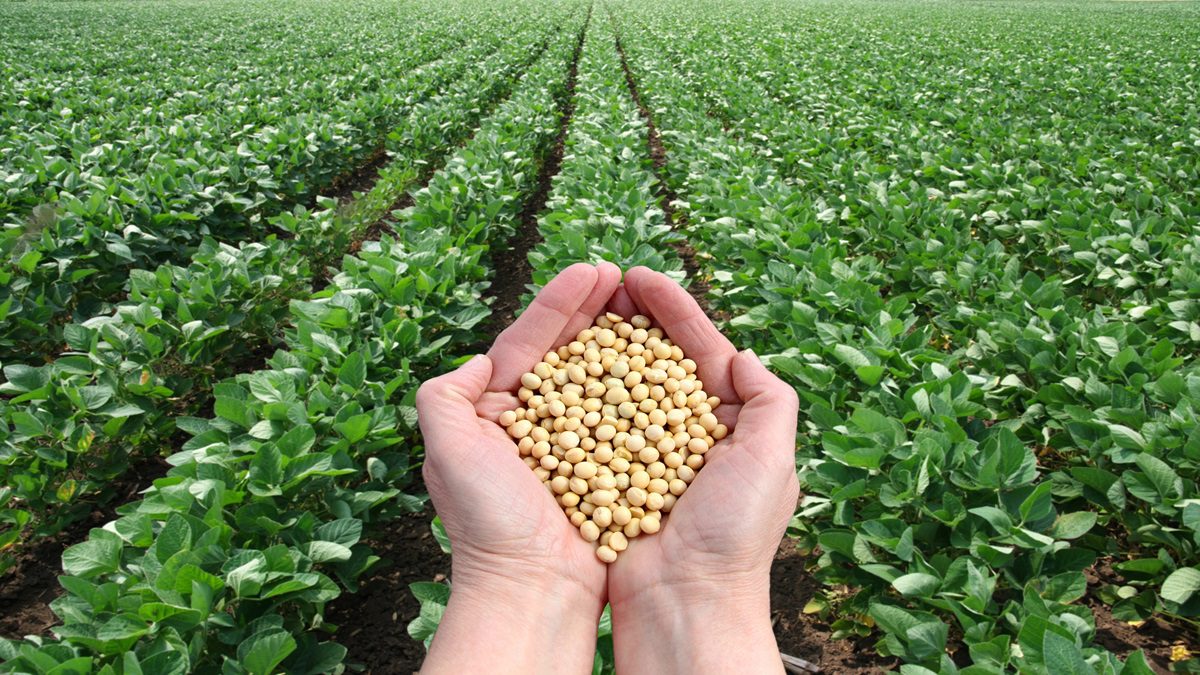 Planta de Cobertura Aumenta Produtividade da Soja em Incríveis 17%