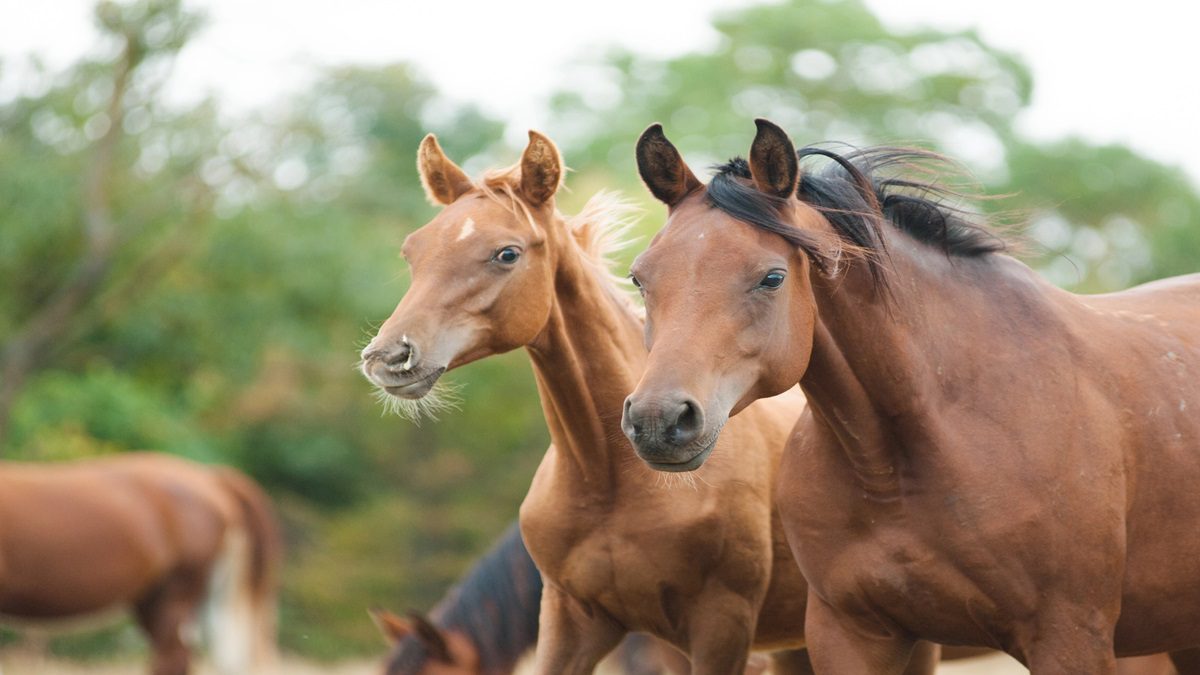 Nova Descoberta Redefine Origem da Domesticação de Cavalos