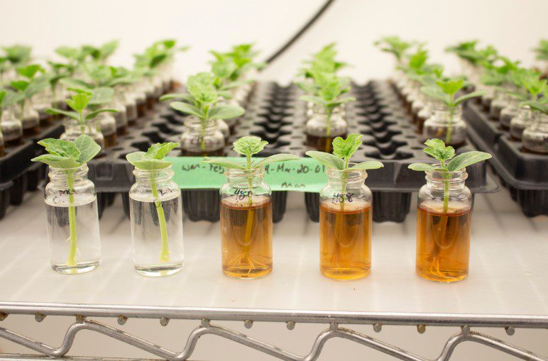 Acadian Plant Health apresenta tecnologia da alga Ascophyllum nodosum no Fórum Abisolo 2024