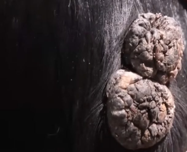 Fio de Cobre contra Verrugas Explicação