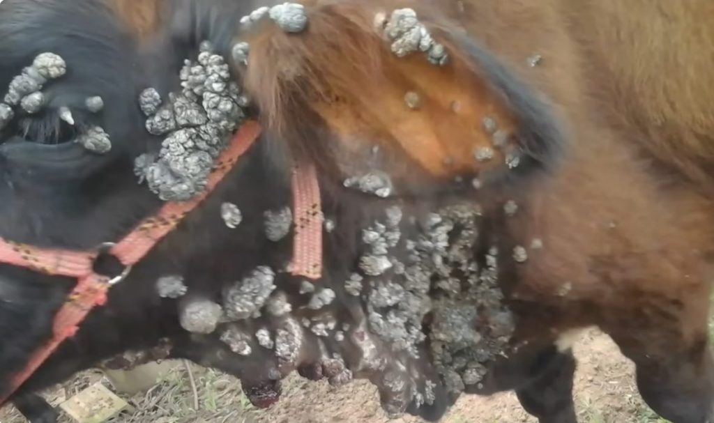 Fio de Cobre contra Verrugas Explicação Fio de Cobre contra Verrugas Explicação