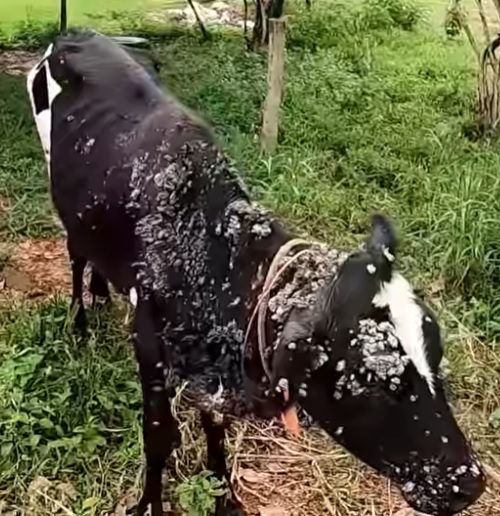 Fio de Cobre contra Verrugas Explicação