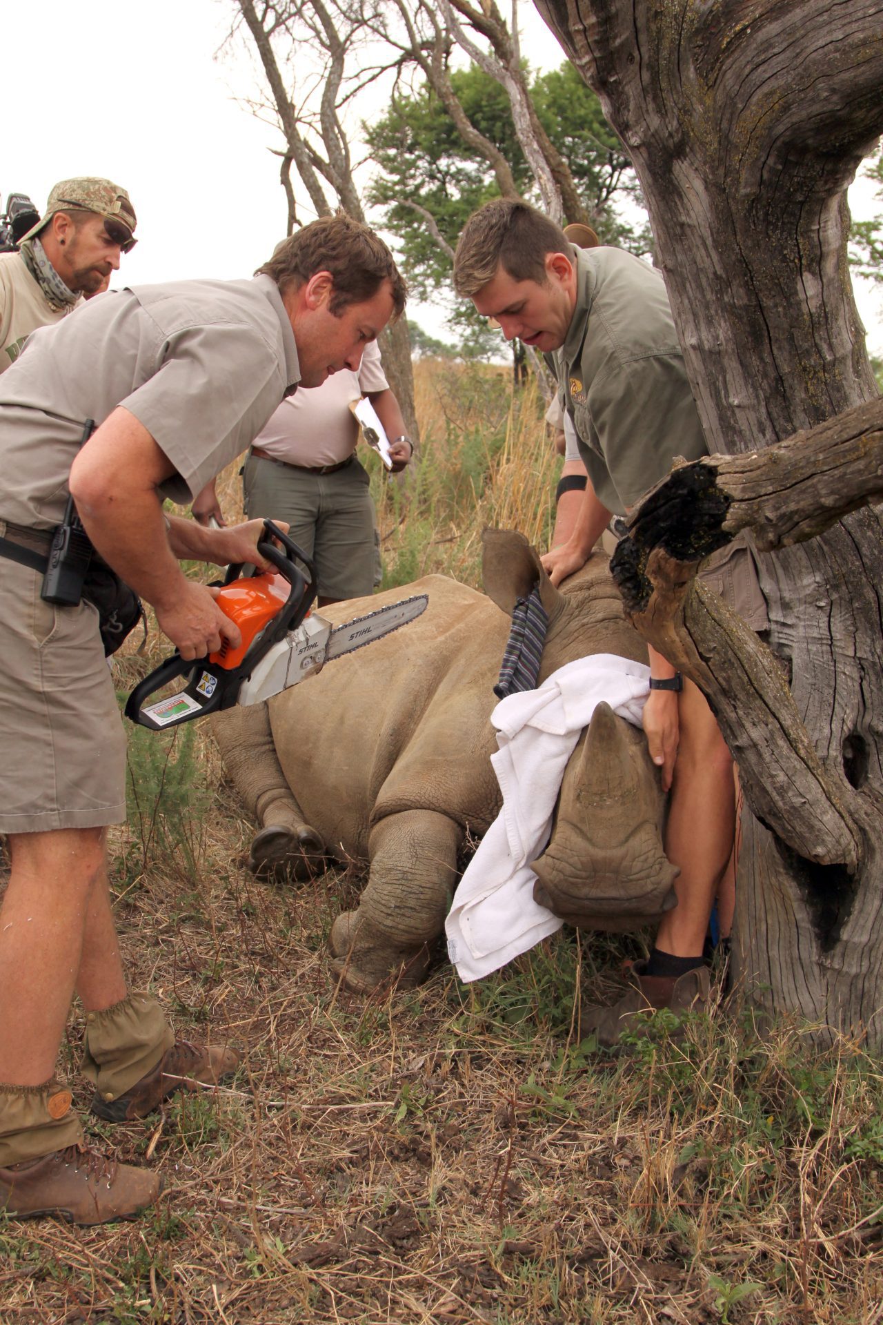 Biólogos Podem Atuar como Veterinários? MAGALIESBERG, ÁFRICA DO SUL - 14 de outubro: Dehorning of rhinos in Askari Game Lodge, para protegê-los contra caçadores furtivos em 14 de outubro de 2015 em Magaliesberg, África do Sul. Mãe e bezerro rinoceronte foram despertados com injeção após a descorna . — Foto de CD123