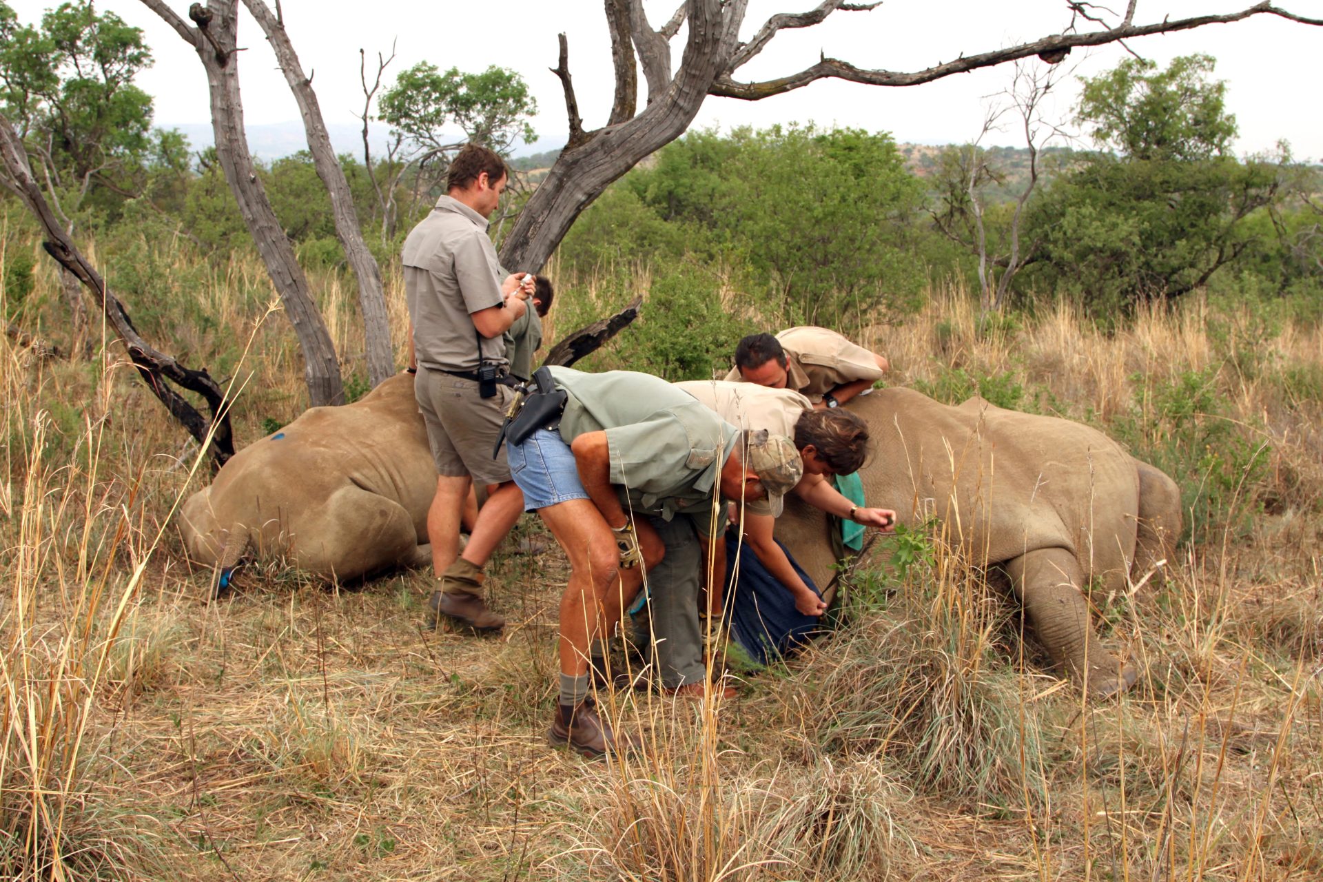 Biólogos Podem Atuar como Veterinários? MAGALIESBERG, ÁFRICA DO SUL - 14 de outubro: Dehorning of rhinos in Askari Game Lodge, para protegê-los contra caçadores furtivos em 14 de outubro de 2015 em Magaliesberg, África do Sul. Mãe e bezerro rinoceronte foram despertados com injeção após a descorna . — Foto de CD123