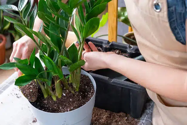 Como cultivar e fazer substrato caseiro para Zamioculcas