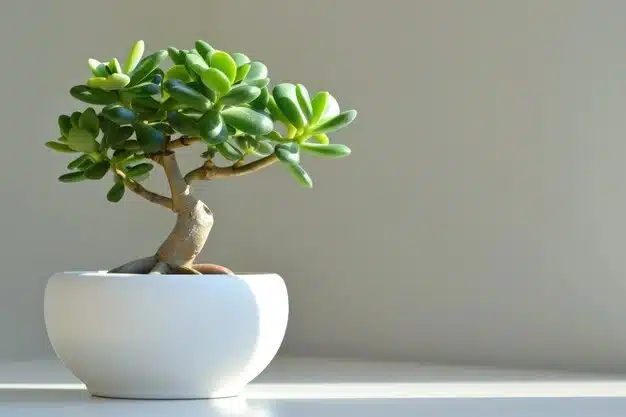 plantas para atrair prosperidade