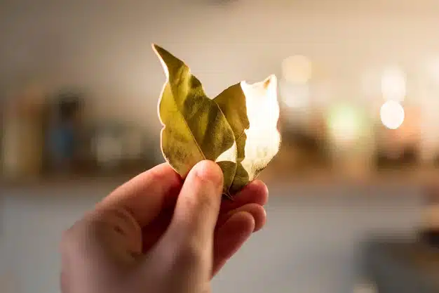 queimar folhas de louro