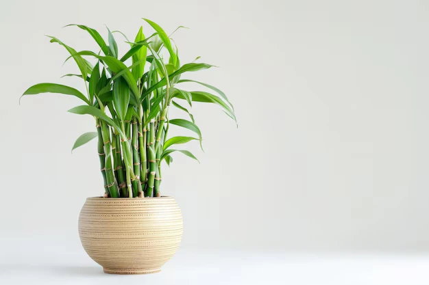 Bambu da Sorte - Foto by Freepik