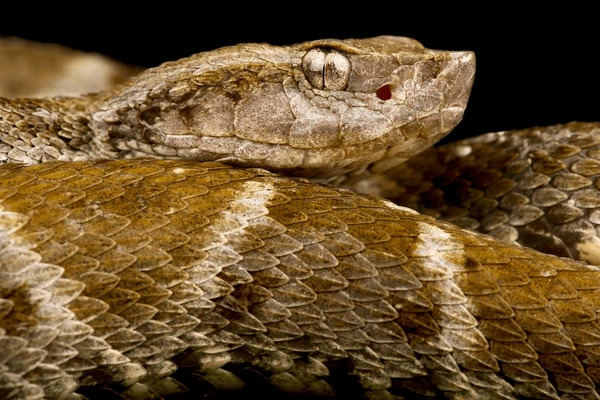Jararaca-do-norte (Bothrops atrox) - Foto by Freepik