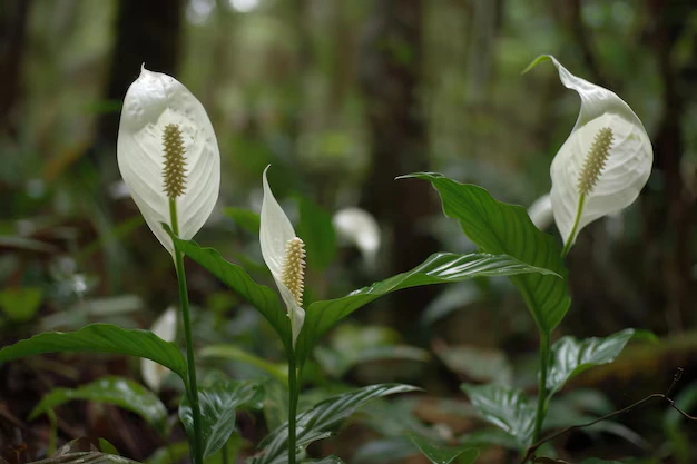 Lírio-da-Paz - Foto by
Freepik