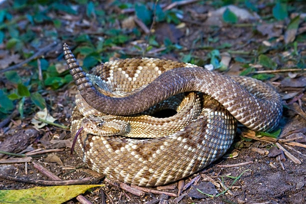 O que fazer após uma picada de cascavel - Foto by Freepik