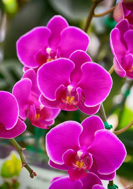 Orquídeas