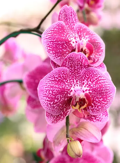 Orquídeas