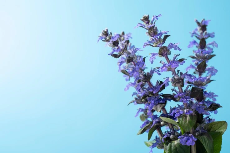 Plantas para Feng Shui - Lavanda - Foto by Freepik