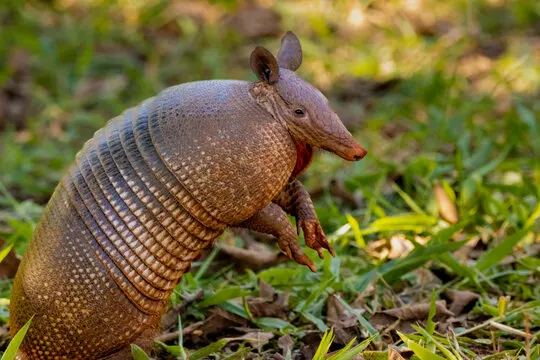 Tatu-galinha - Foto by Depositphotos